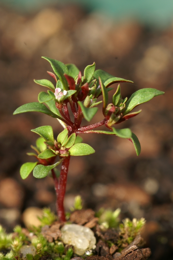 Levenhookia pusilla